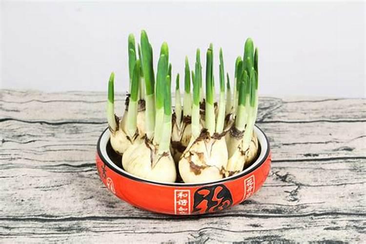 水仙花的施肥方法