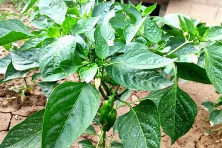 月季花施肥方法怎样给月季花施肥