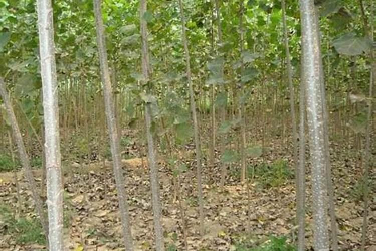 三唑酮可以打丨07杨树苗杀菌不？