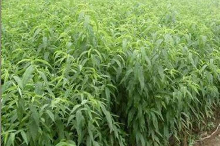 果树专用肥有那些品牌？