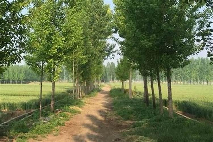 杨树最忌三种肥料