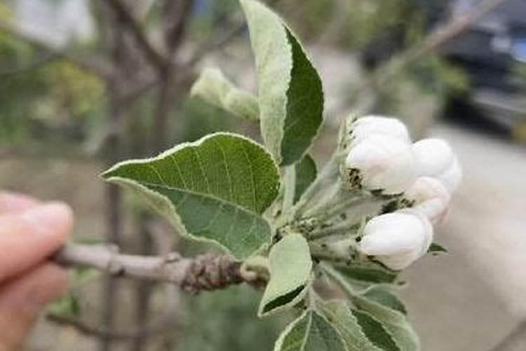 苹果用什么水溶肥好 主要是促进果树生长