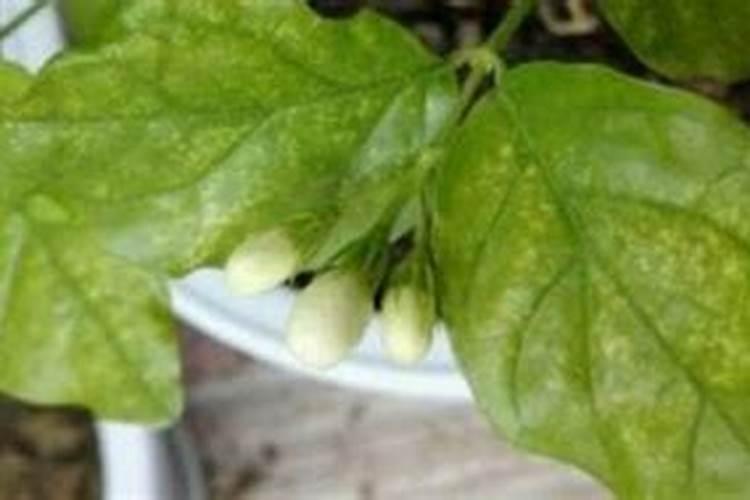 茉莉花最忌讳三种肥料