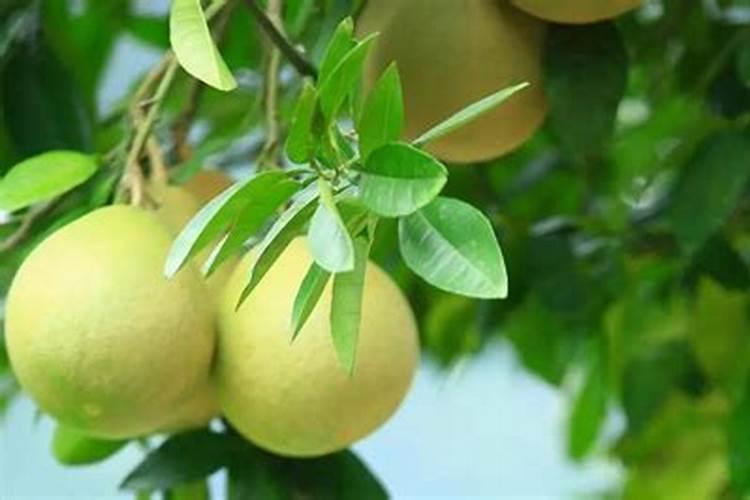 种植沃柑6个月适用放什么肥料