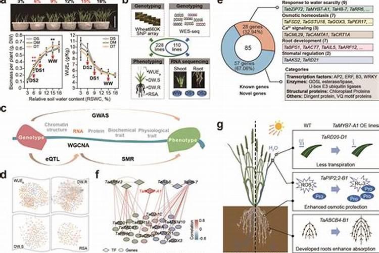 农药k84能治瓜秧根瘤菌病吗？