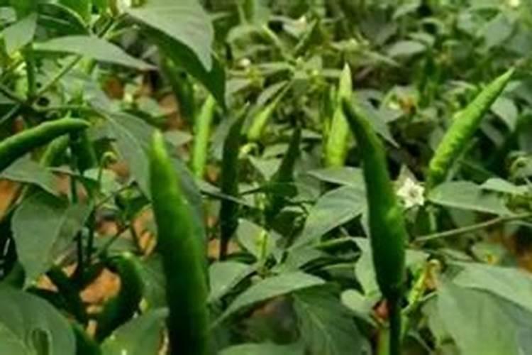 非洲茉莉用什么肥料好