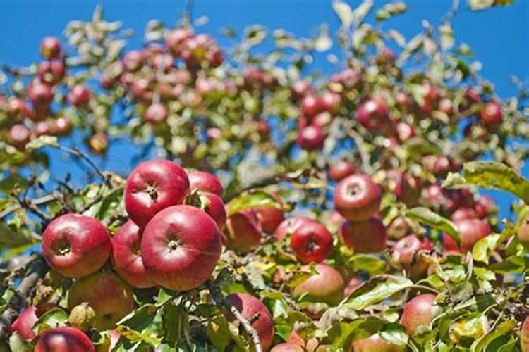 氮磷钾肥料对小麦发生长作用
