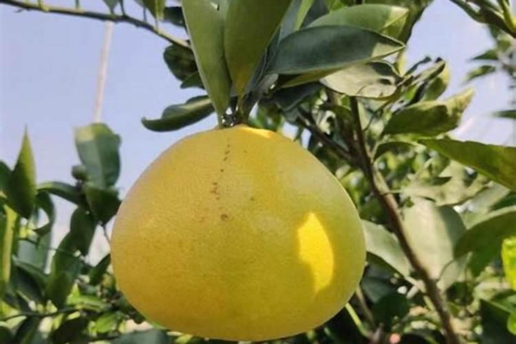 柚子树打什么叶面肥增甜？施肥时需要注意些什么？