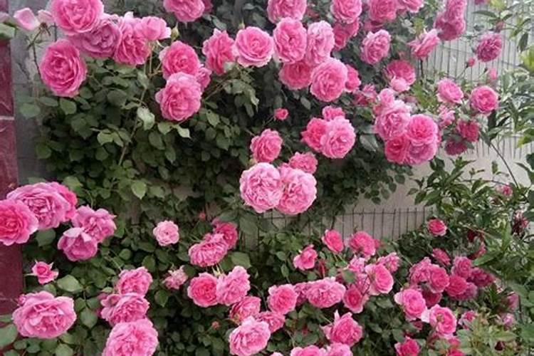 芸苔素对植物生长有什么作用？