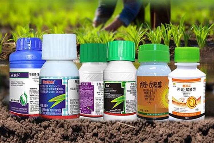 豆瓣绿施什么肥最好