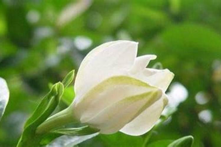 栀子花多久施肥一次 栀子花多久施肥一次介绍