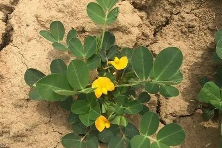 春花生该怎么施肥,需要注意什么