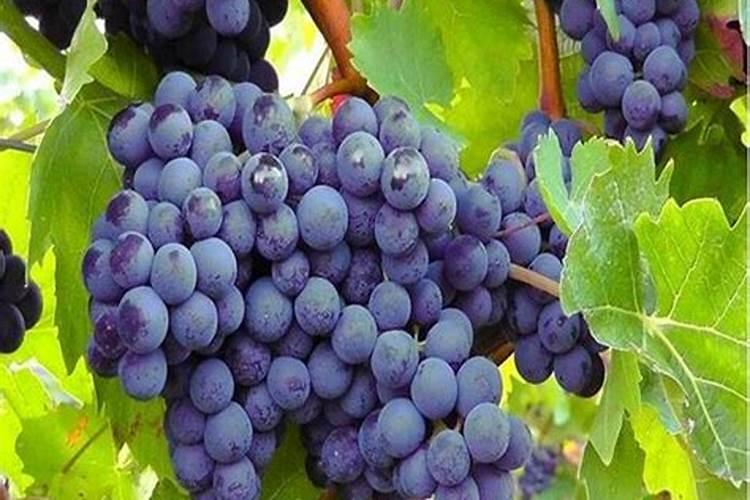 马醉木怎么繁殖,常用扦插春秋季播种为佳