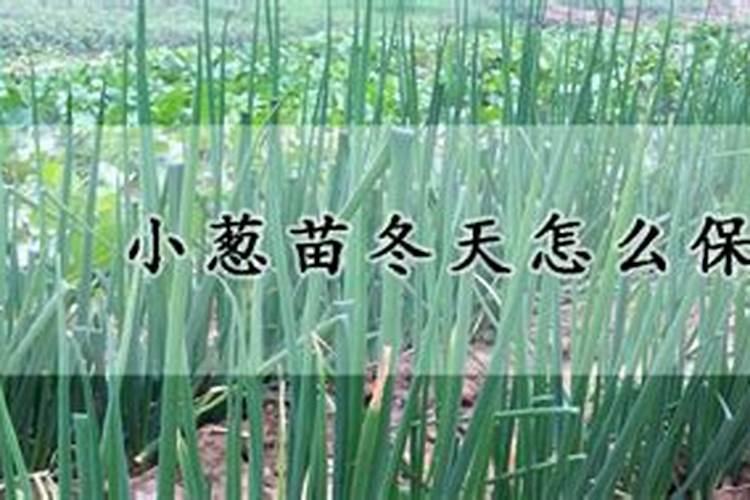 镇宅最灵的3种大叶绿植