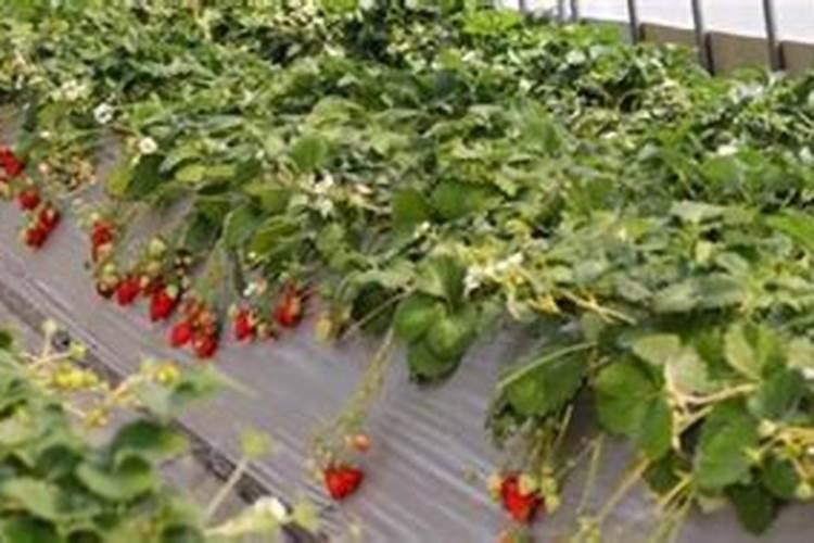 草莓什么时候施肥最好？