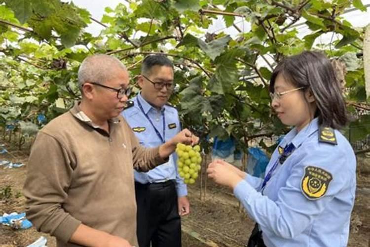 第一年阳光玫瑰栽培养殖方法