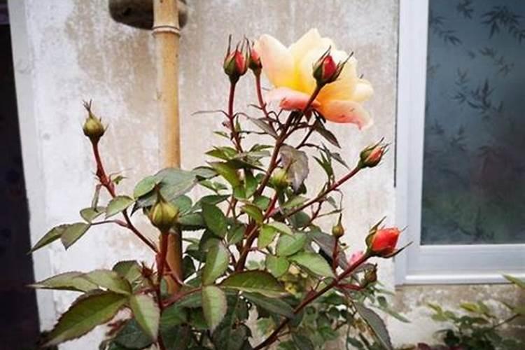 月季长花苞后怎么施肥 花蕾期施什么肥