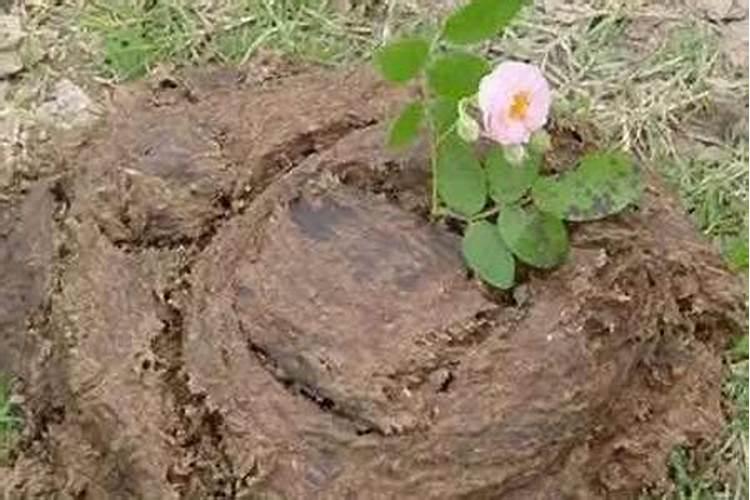 什么动物的粪便施肥最好