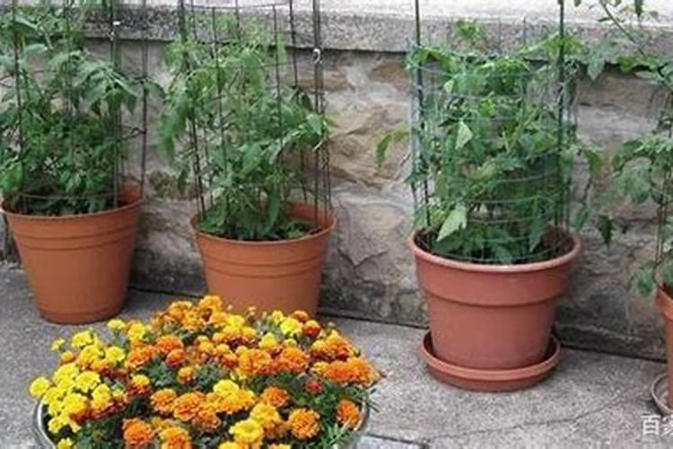 不用水的化肥怎么用菜怎么用好