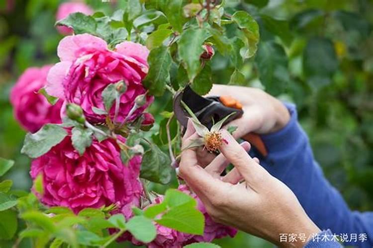 月季花后修剪怎么施肥