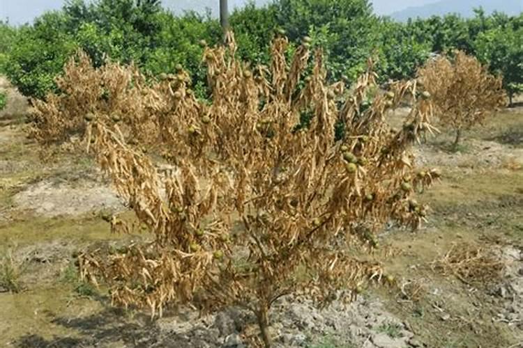 八月份还能叶面喷施磷酸二氢钾吗