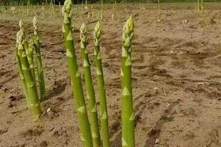 山东小满后适合种植哪些作物？