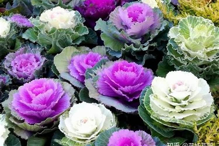 含腐植酸水溶肥是什么肥料？怎么使用？