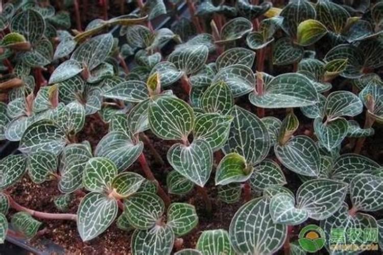 毛豆可以补钾吗