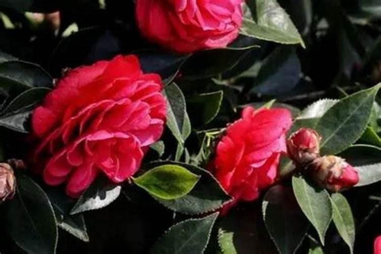 水溶肥多少一斤