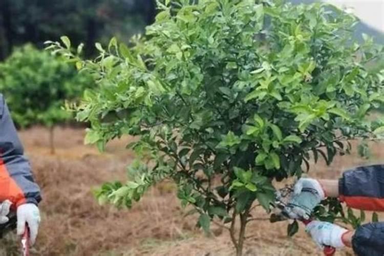 叶面肥有哪些牌子 排行榜都有哪些上榜