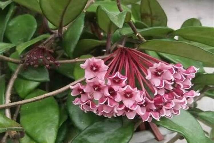 球兰的四季养护方法