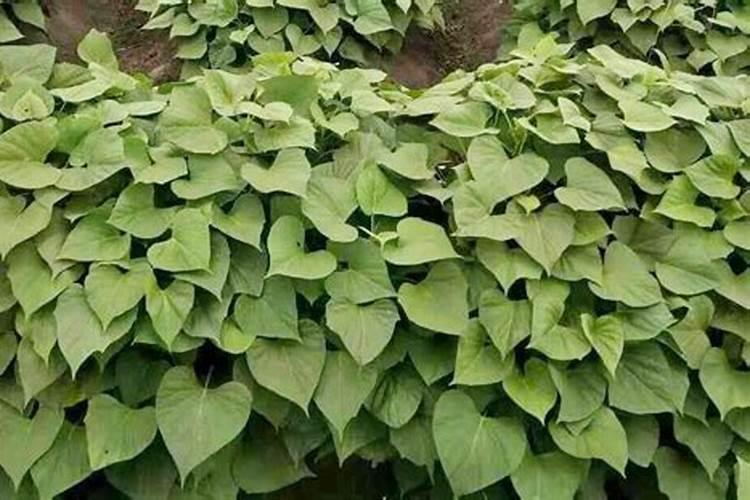 红薯什么时候打芸苔素 如何合理使用