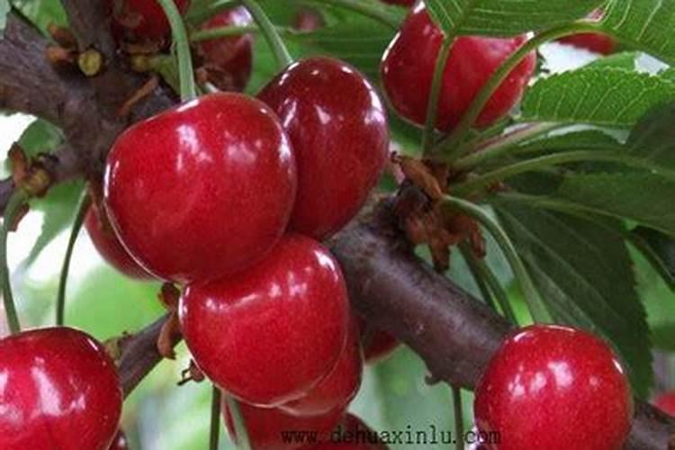 樱桃膨大期施肥用什么肥料？樱桃结果期哪些肥料可以用作基肥？