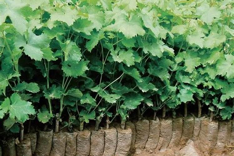 八月中旬大葱施什么肥好