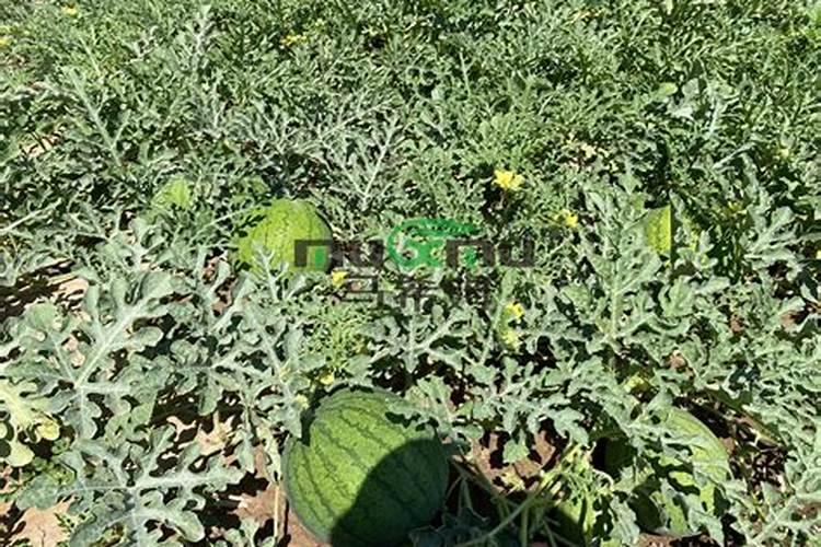 大雨后受淹水稻和稻田的管理要点