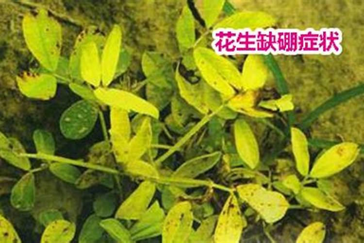 让辣椒多坐果的配方