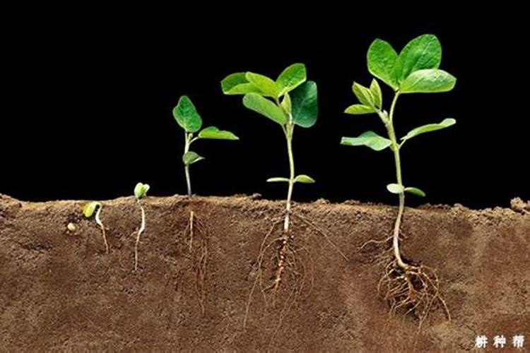 大豆施肥氮磷钾比例 怎么施肥更合理