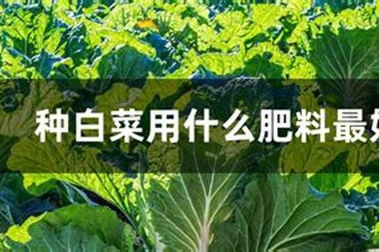 油桃种植用什么肥料可使果实更硬更甜