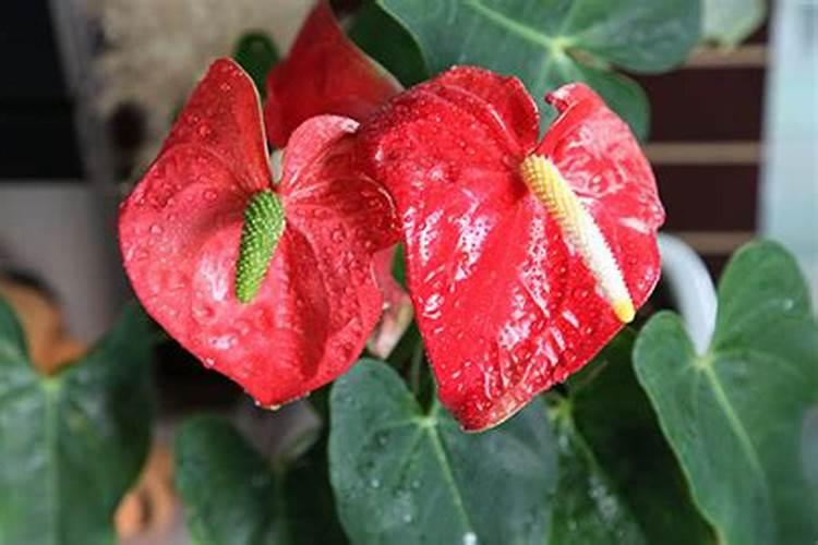 白萝卜施肥用什么肥料