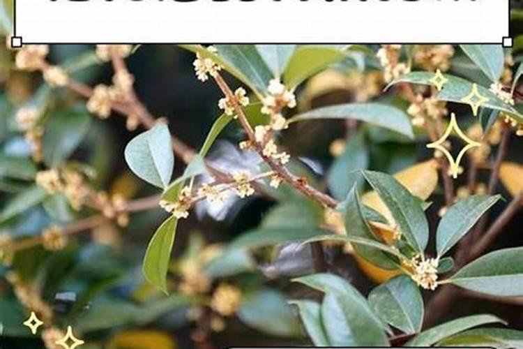 桂花树在大棚夏天温度高能干叶吗？