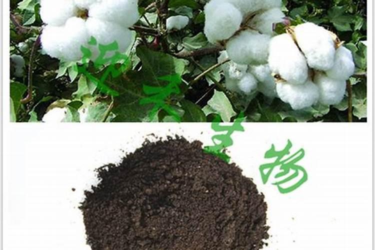 玉米专用肥之玉米控失肥施肥技术