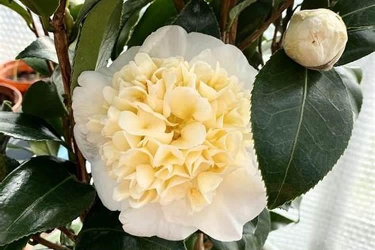 茶花打花苞时怎样施肥