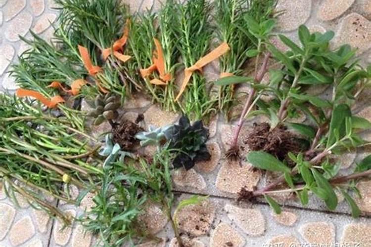 刚扦插的三角梅能用芸苔素吗？