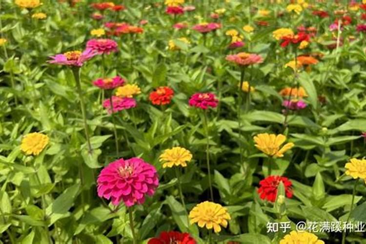 百日草幼苗时要施肥吗