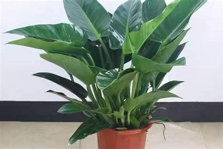 大叶金钻怎么养才能更旺盛