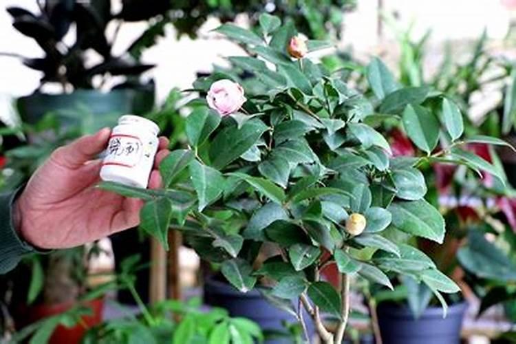 茶花开完花后需要施肥吗(开花前花苞露红施什么肥好)