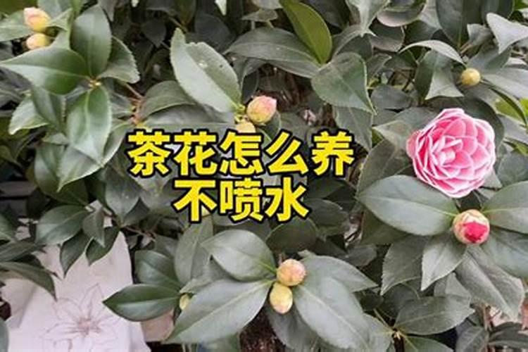 茶花开花过后施什么肥