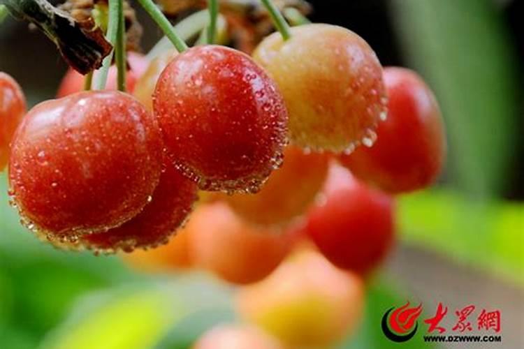 樱桃苗木的施肥追肥要注意哪些问题