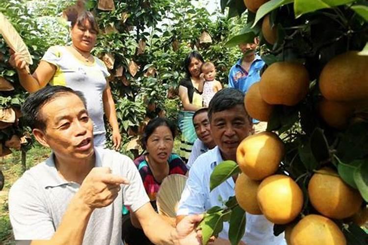 果树为什么施肥后一定要浇水呢