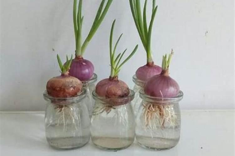 如何种洋葱